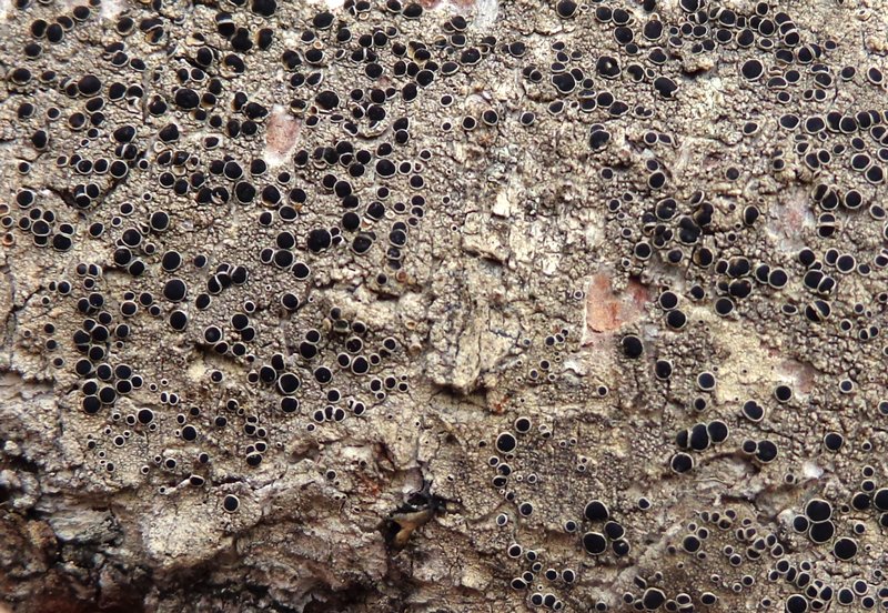 Lecanora meridionalis