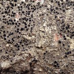 Lecanora meridionalis