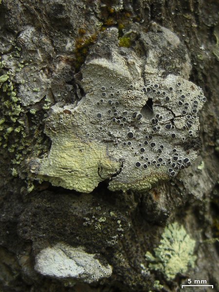 Lecanora meridionalis