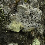 Lecanora meridionalis