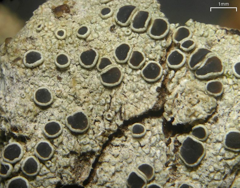 Lecanora meridionalis