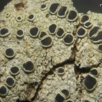 Lecanora meridionalis