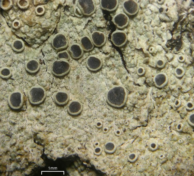 Lecanora meridionalis