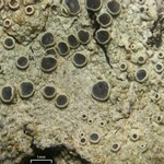 Lecanora meridionalis