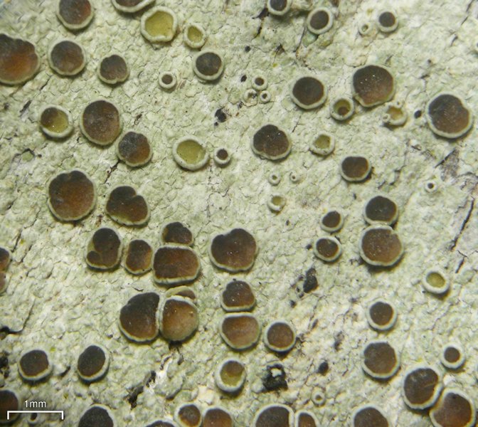 Lecanora meridionalis