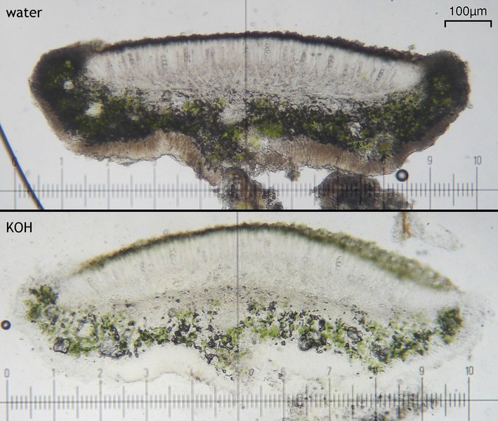 Lecanora meridionalis