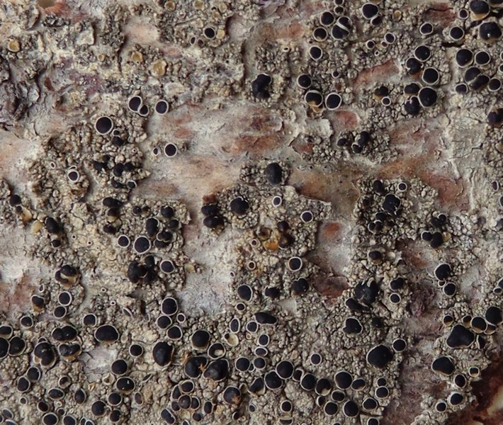 Lecanora meridionalis