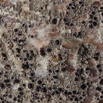 Lecanora meridionalis