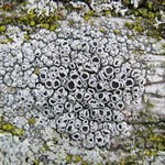 Lecanora meridionalis