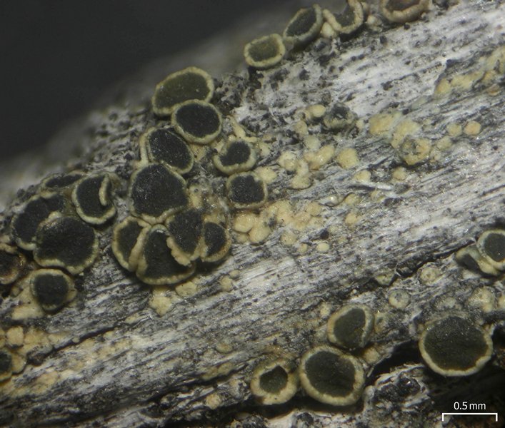 Lecanora mughicola