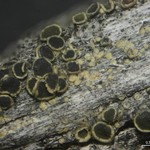 Lecanora mughicola