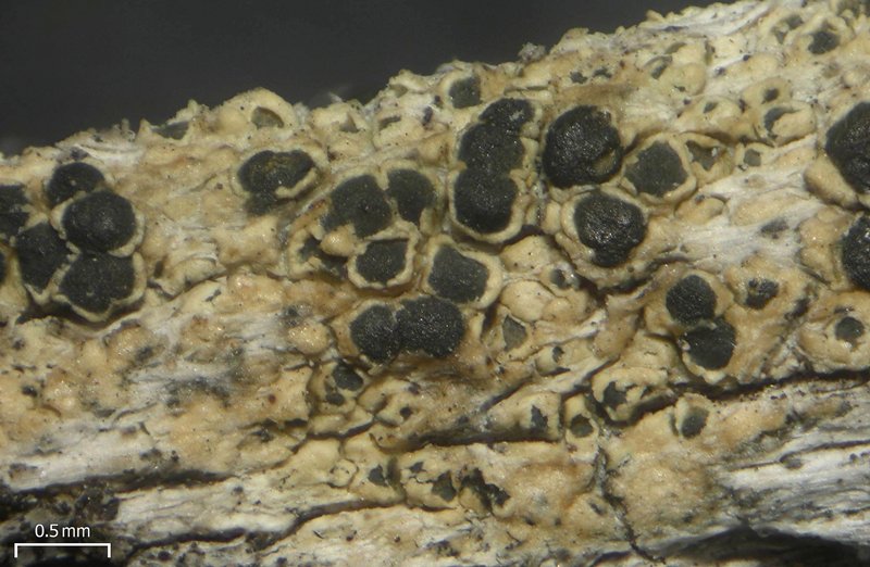 Lecanora mughicola