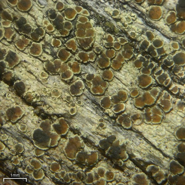 Lecanora mughicola