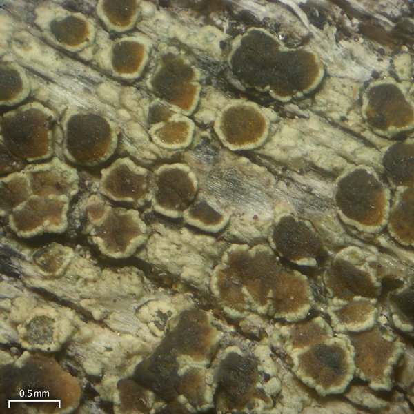 Lecanora mughicola