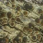 Lecanora mughicola