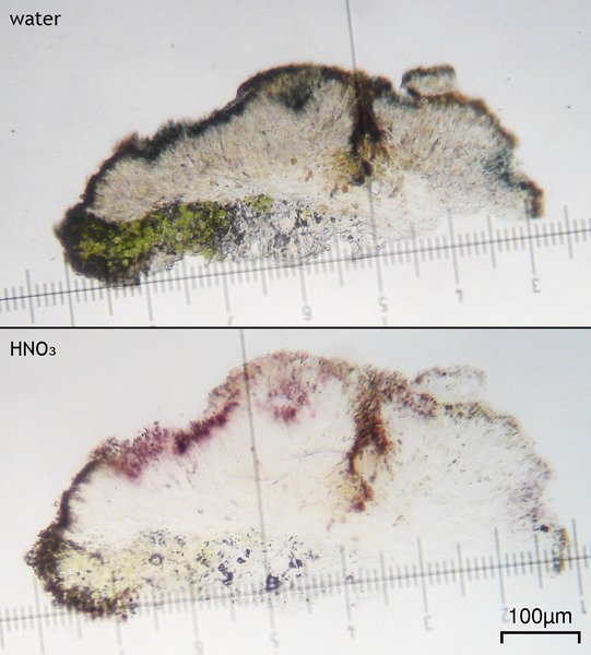 Lecanora mughicola