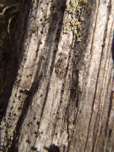 Lecanora mughicola