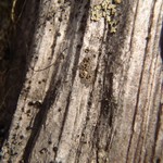 Lecanora mughicola