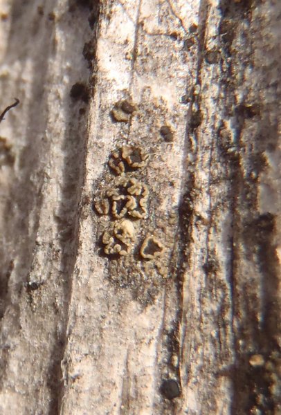 Lecanora mughicola