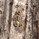 Lecanora mughicola