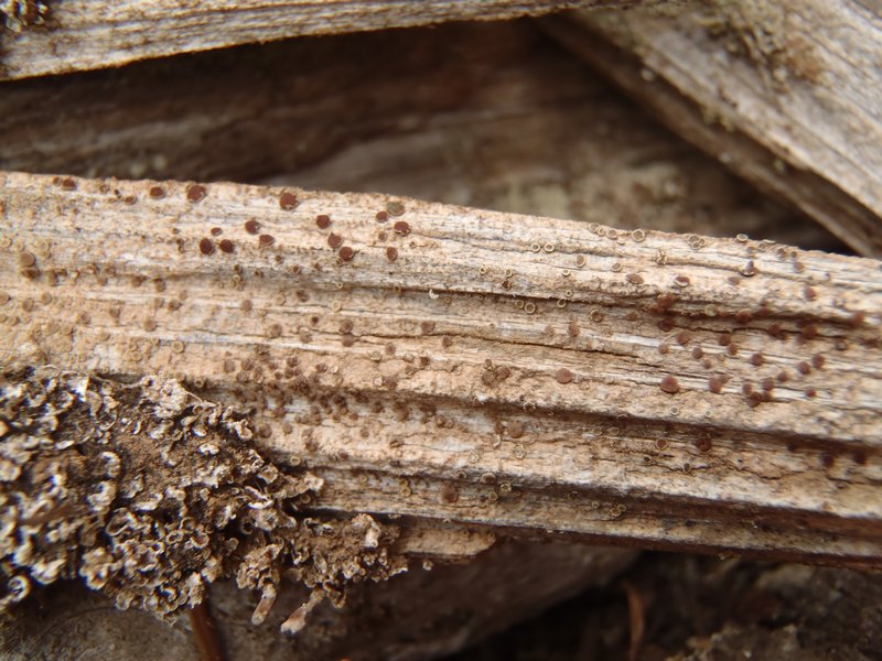 Lecanora mughicola