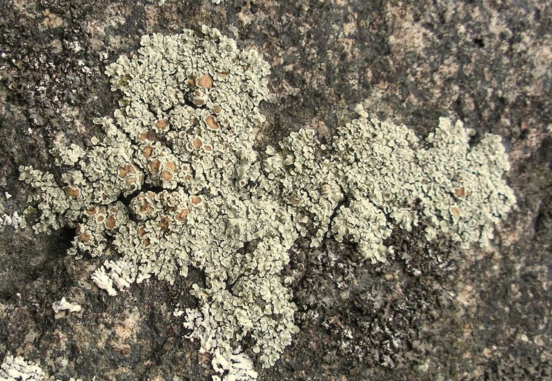 Lecanora muralis