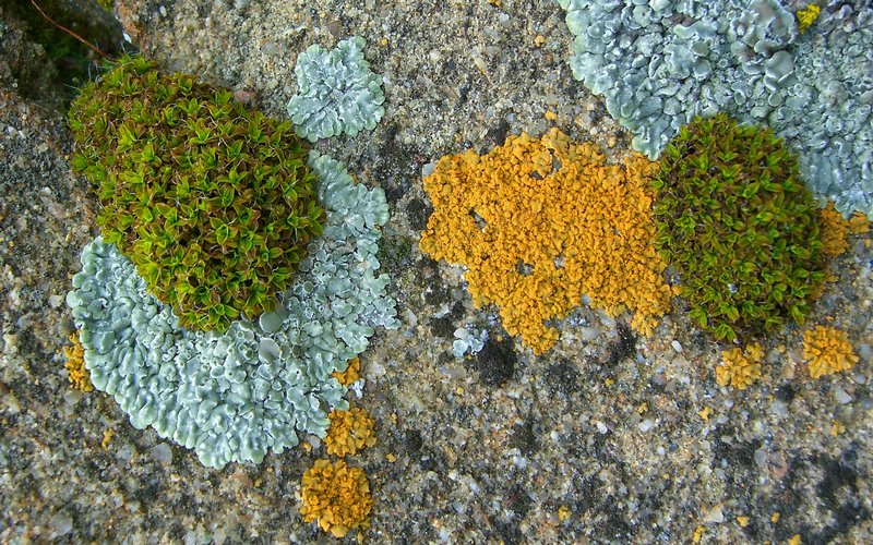 Lecanora muralis