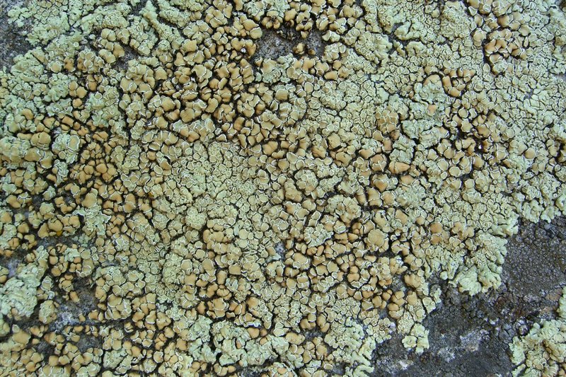 Lecanora muralis