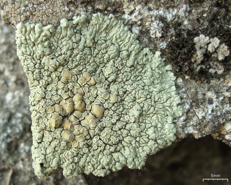 Lecanora muralis