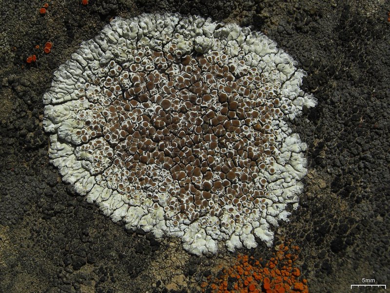 Lecanora muralis