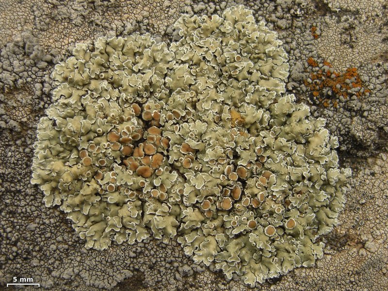 Lecanora muralis