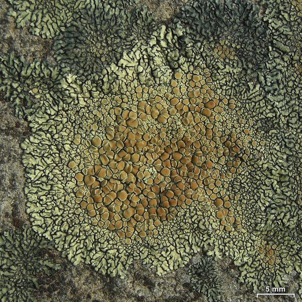 Lecanora muralis