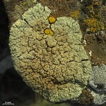 Lecanora muralis