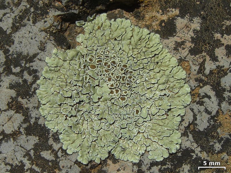 Lecanora muralis