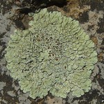 Lecanora muralis