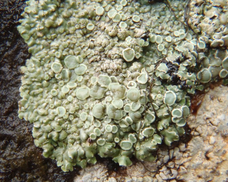 Lecanora muralis