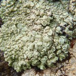 Lecanora muralis