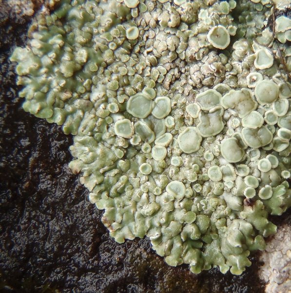 Lecanora muralis