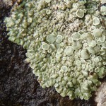 Lecanora muralis
