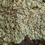 Lecanora muralis