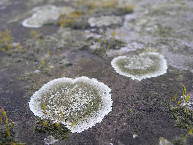 Lecanora muralis