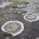 Lecanora muralis