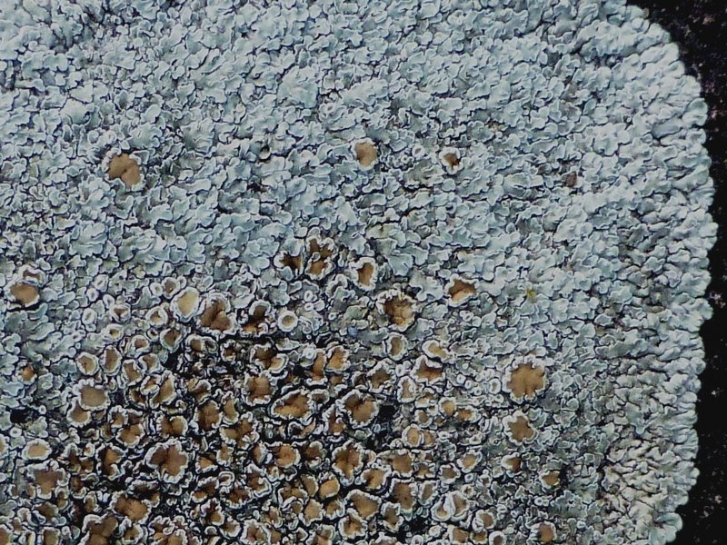 Lecanora muralis