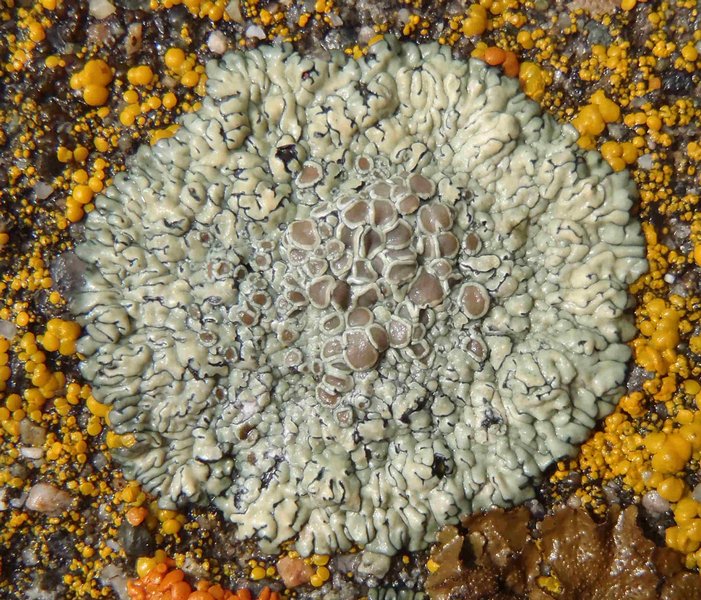 Lecanora muralis