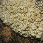 Lecanora neodegelii