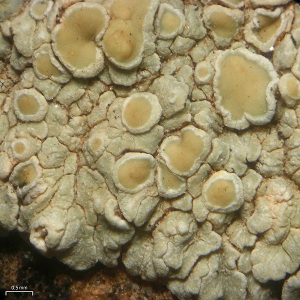 Lecanora neodegelii