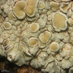 Lecanora neodegelii