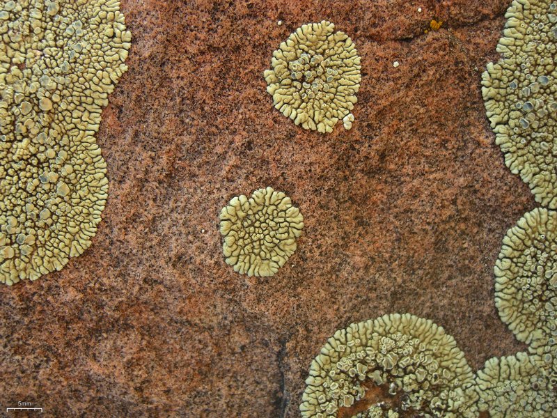 Lecanora novomexicana