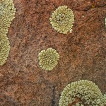 Lecanora novomexicana
