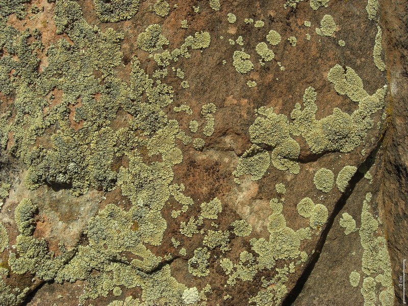 Lecanora novomexicana